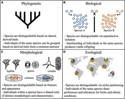 Improving Taxonomic Delimitation of Fungal Species in the Age of Genomics and Phenomics